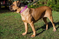 Collare in cuoio rosa con piramidi per Cane Corso
